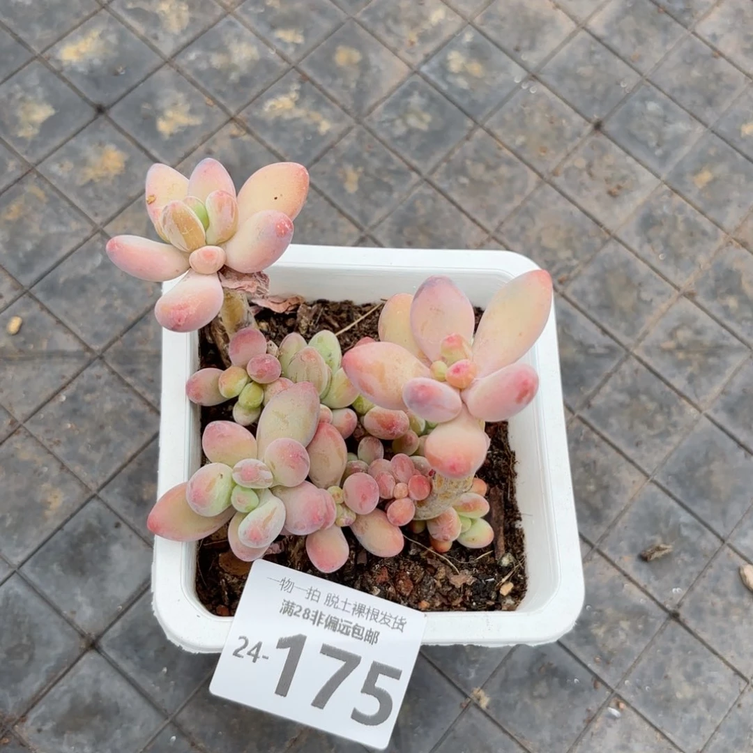 樱花奶老桩多肉多肉