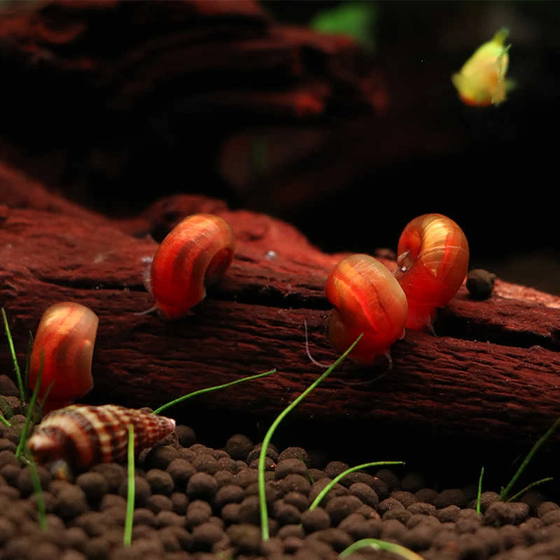 斑马鱼苹果螺除藻螺迷你观赏螺蜗牛工具螺清理残食清洁螺