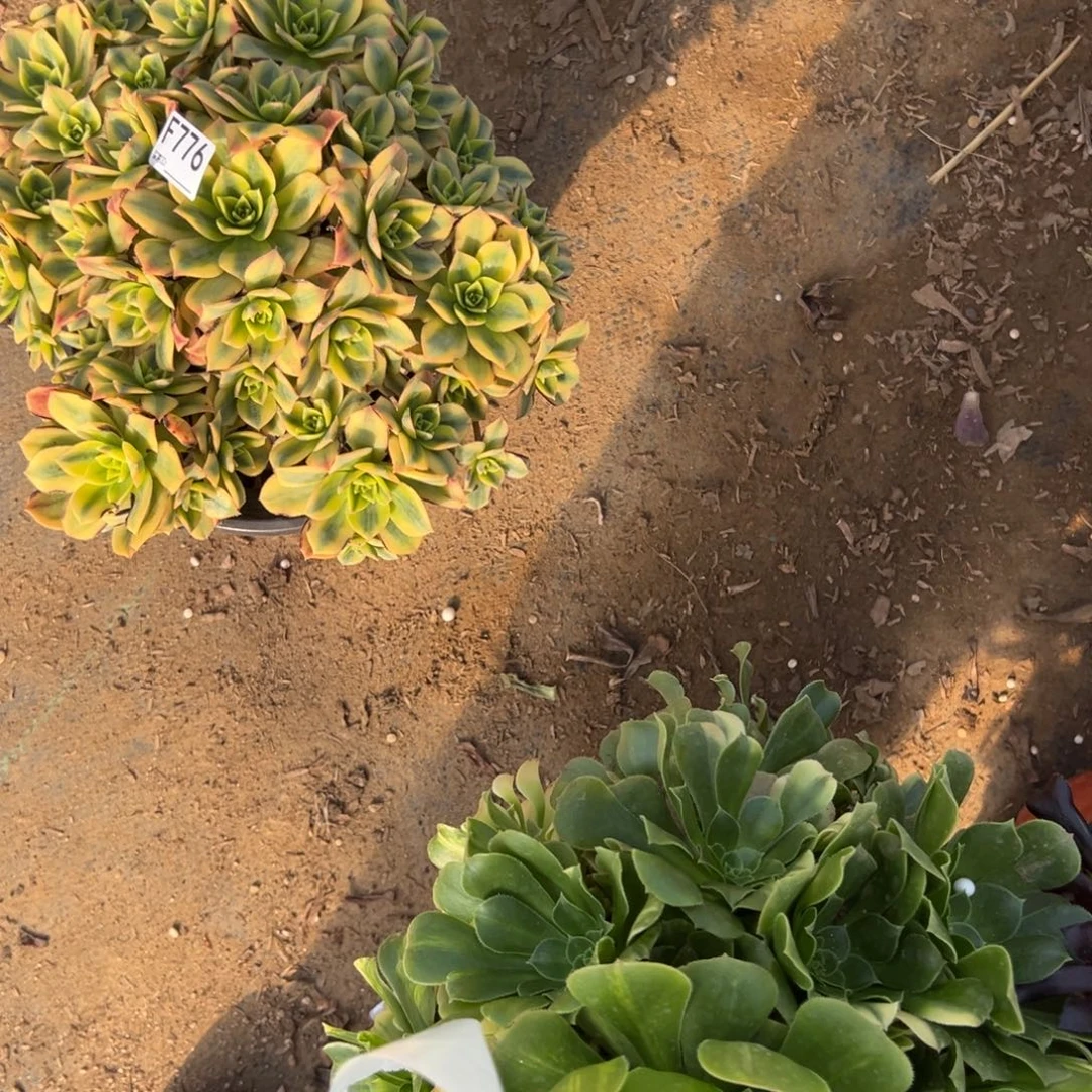 ￡***心 776星爆多肉植物法师多肉