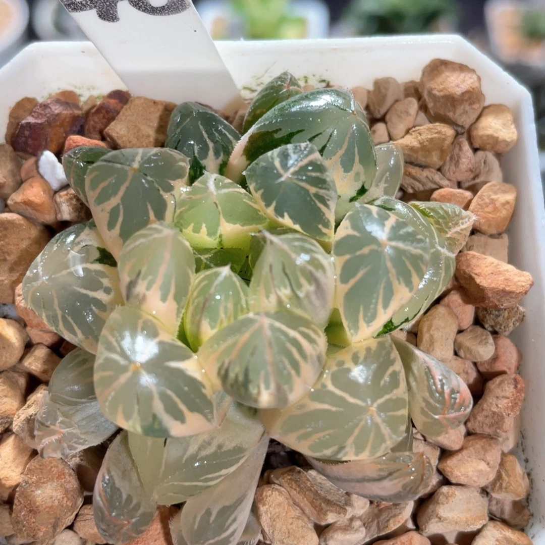 48糊斑水晶灯锦。