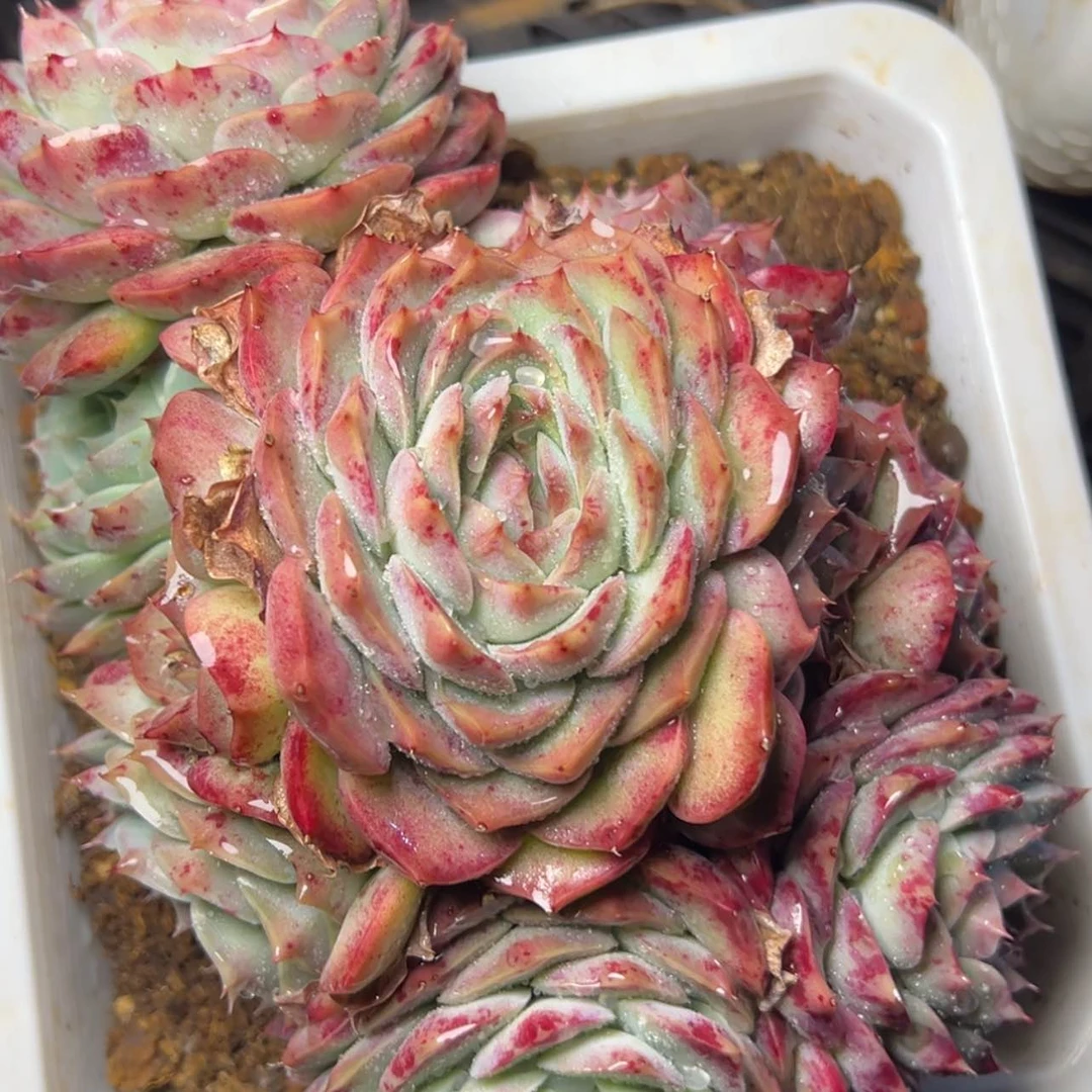 【闪购商品】白雪杂多肉39.8