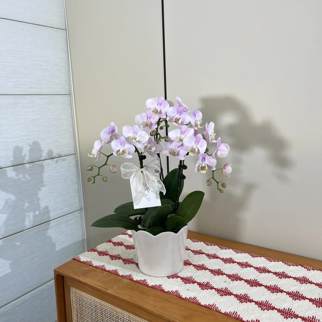 【天使】粉色小清新中花 荷兰福娜瑞进口品种开花株绿植