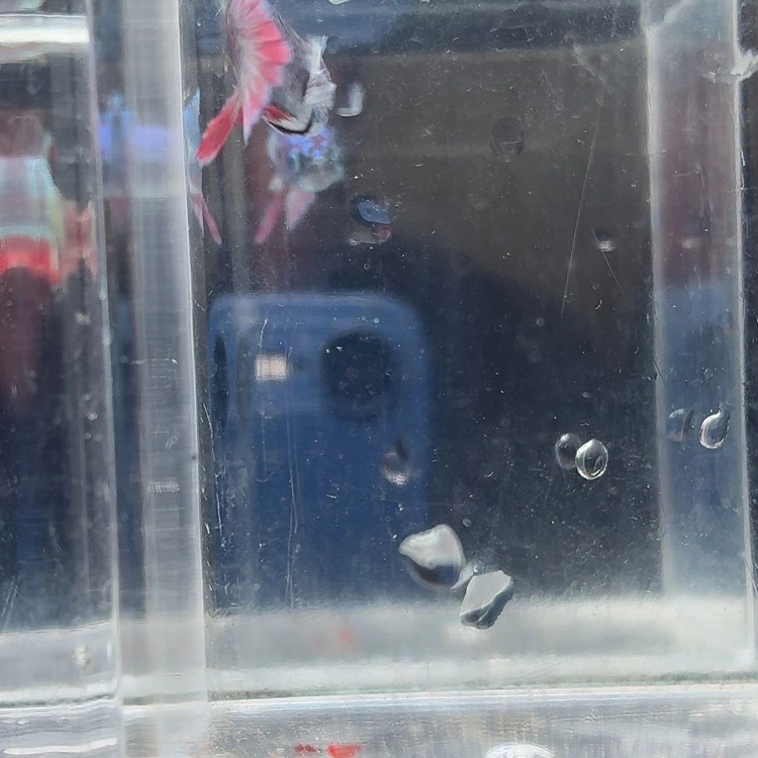 斗鱼泰国斗鱼直播51