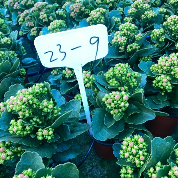 23，232长寿室内盆栽