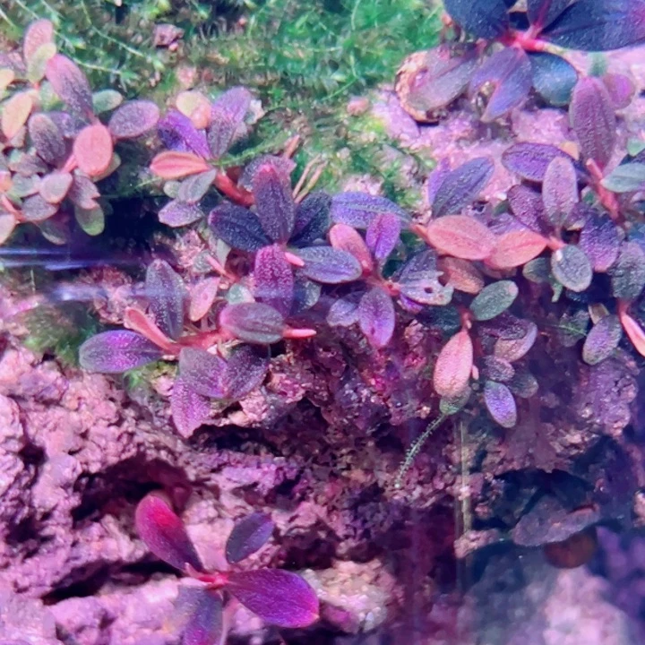 无花朵福利辣椒榕梅花玉意境