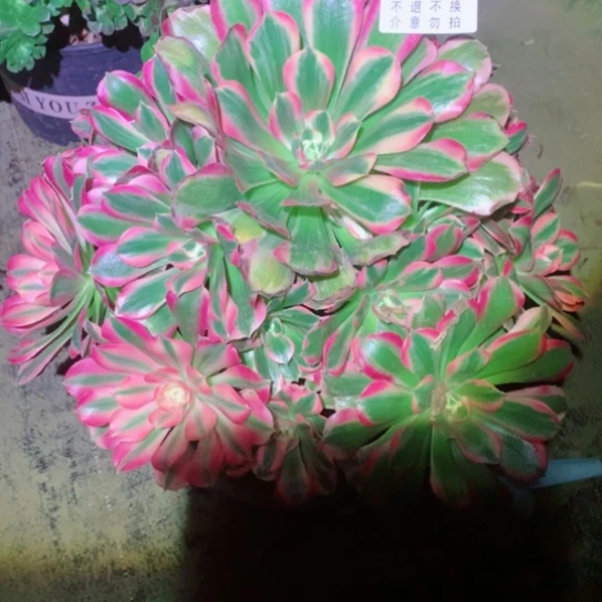 用****3多肉植物妖月312