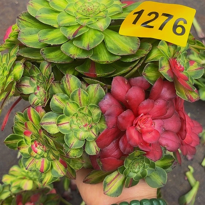 冰****多肉植物知否1276
