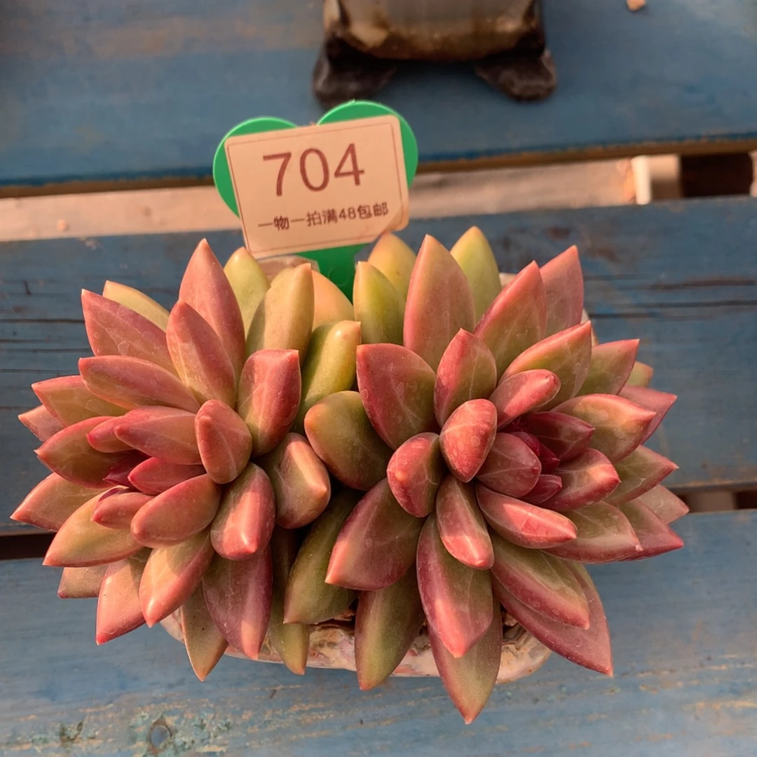 迷雾泡泡无砍一物一拍704