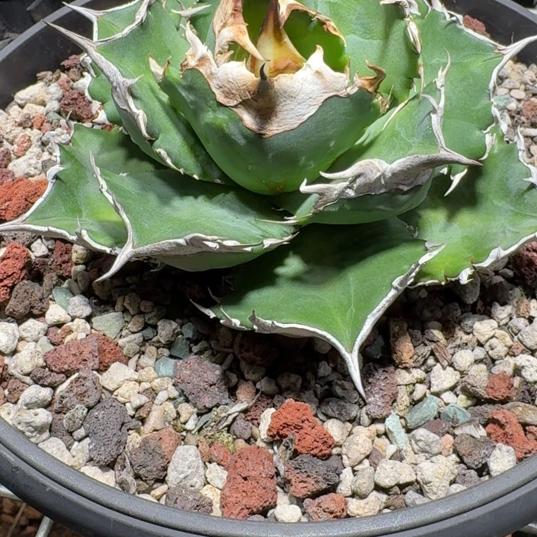 完全开放龙舌兰任王冠白火