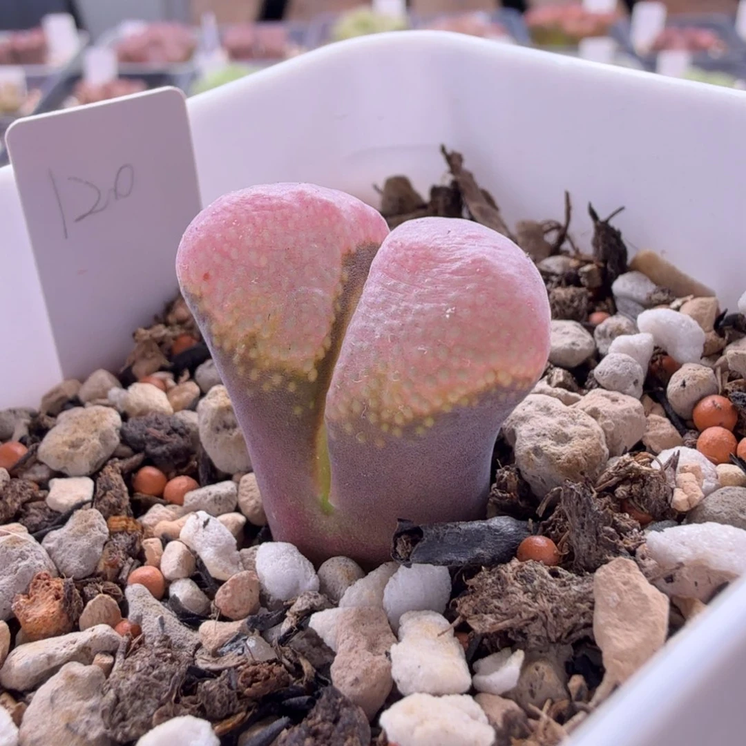 9-13-c27 麒麟窗粉色大型风铃玉