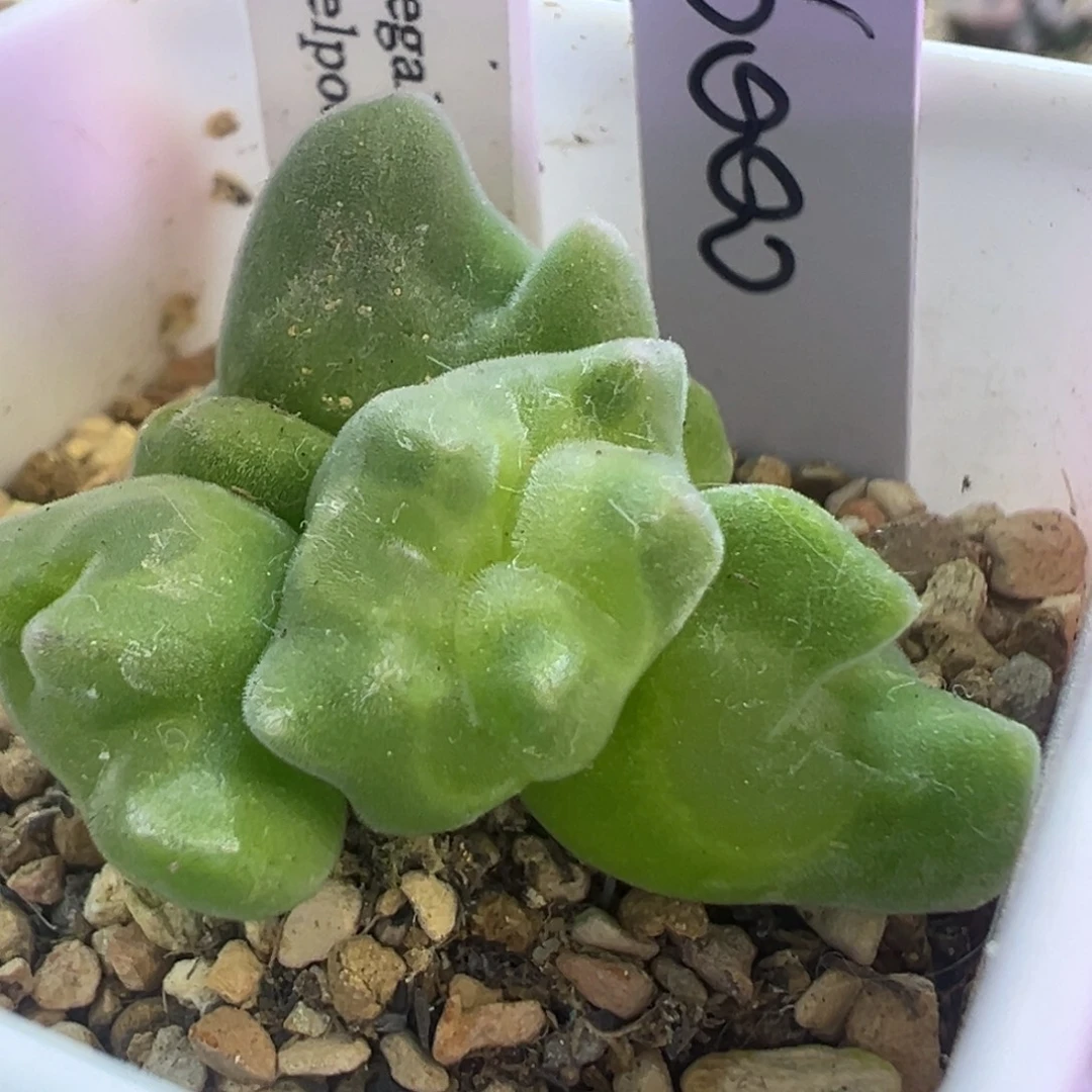 空蝉缀化 肉锥植物