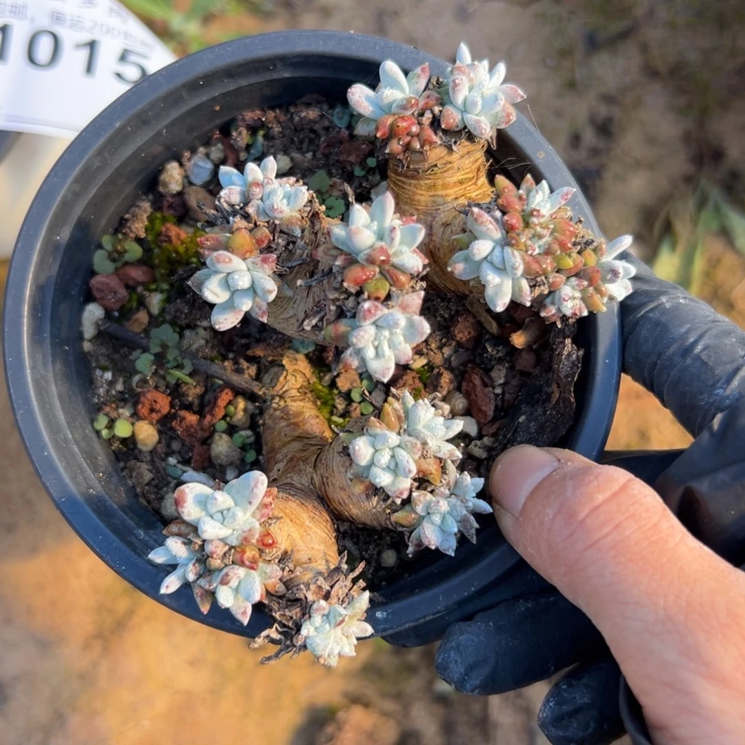 锦宸多肉～一物一拍微瑕1014