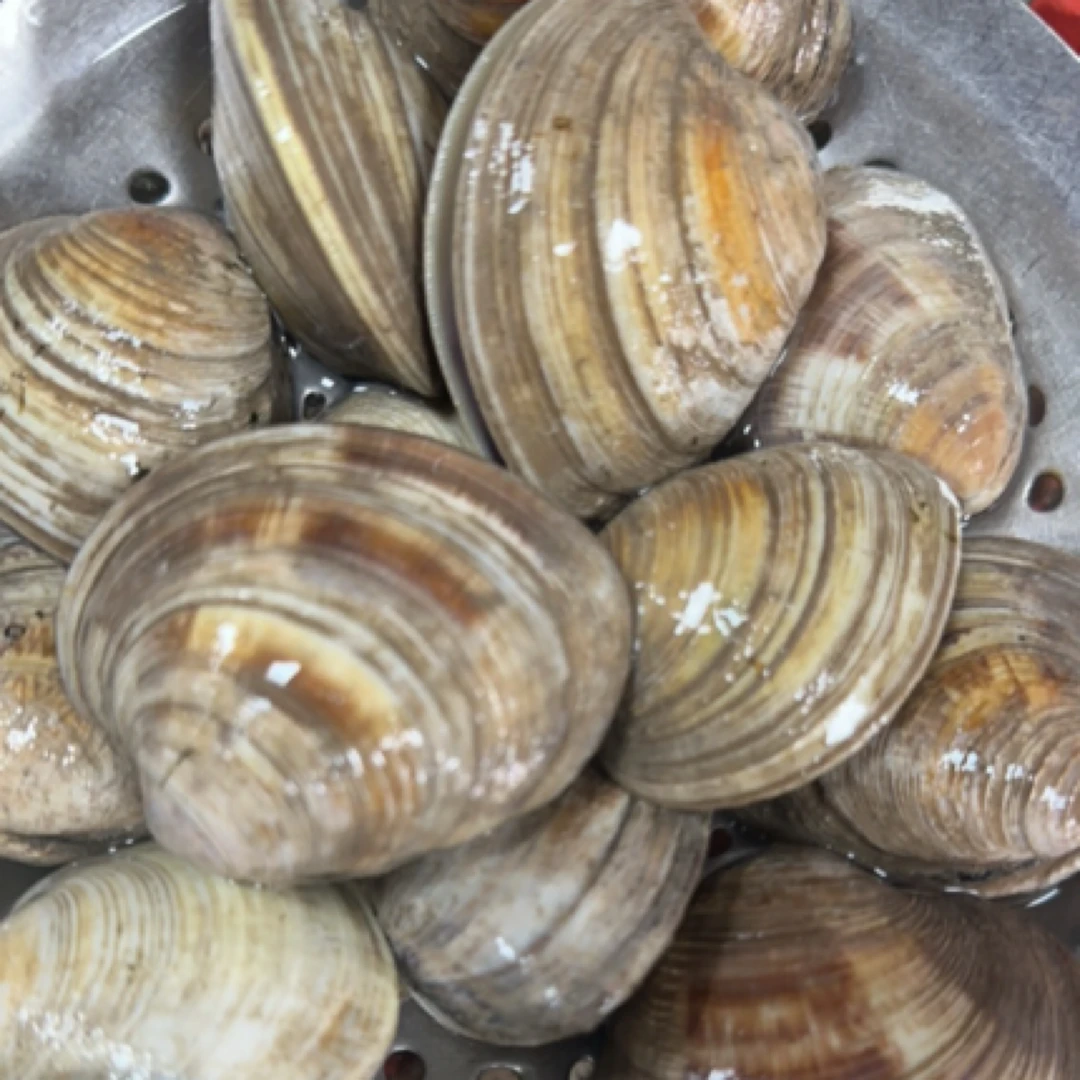 心贝（美国贝）500克