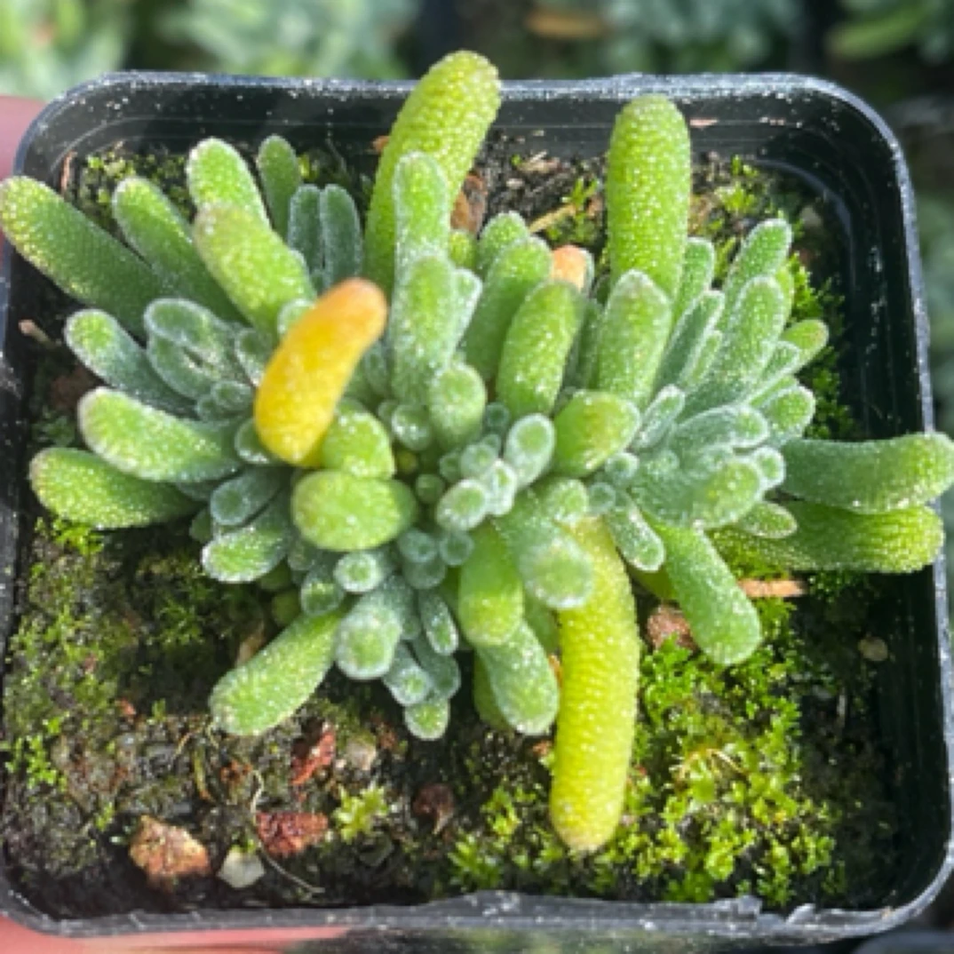 荧光兔枝干番杏一盆多肉植物