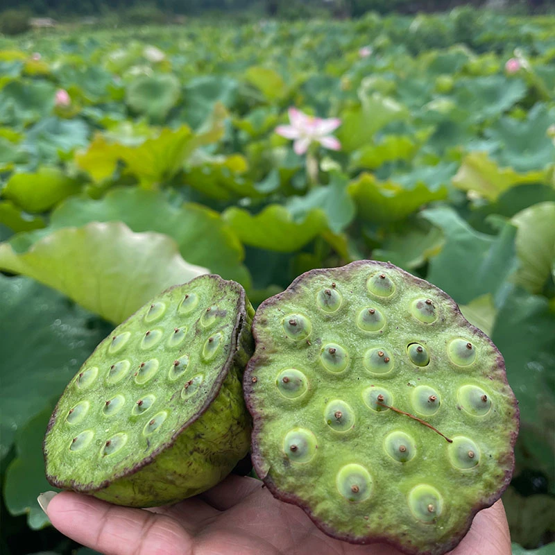 浙江文成刘伯温故里莲子莲蓬现采现发