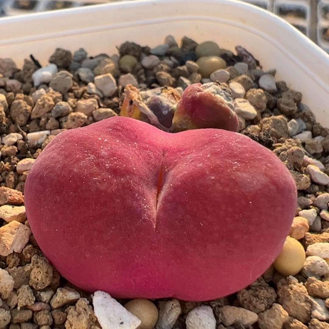 风*36多肉植物百科知识