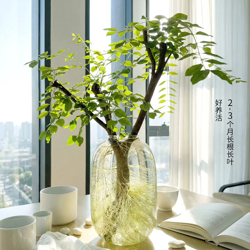 水培小叶女贞绿植室内软装四季常青懒人好养护