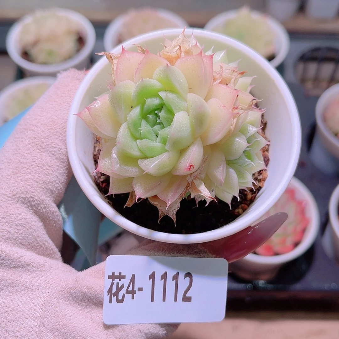 花利美4-1112麦秆