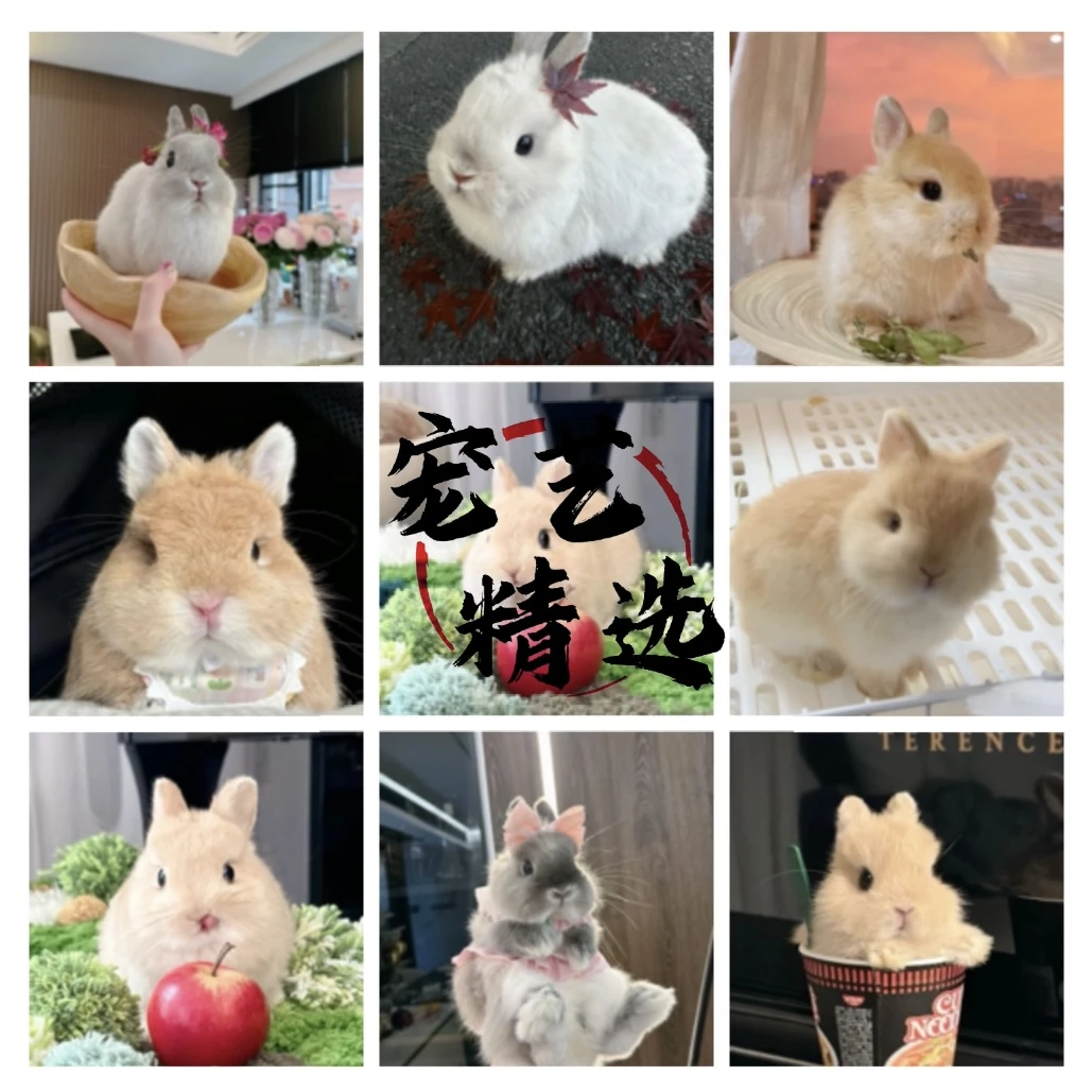 宠物王国宠物活体、一物一拍