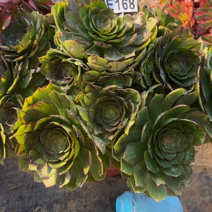 168多肉植物一物一拍