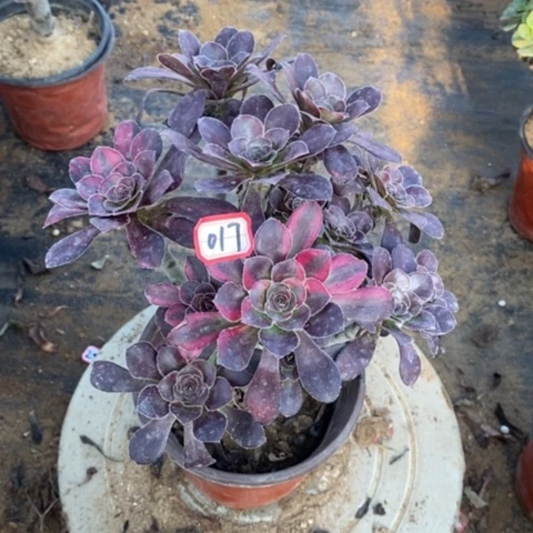 花蝴蝶捧花一物一拍