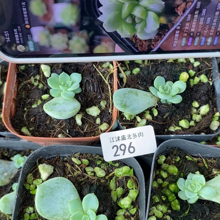 标296甜心159多肉2个量拍