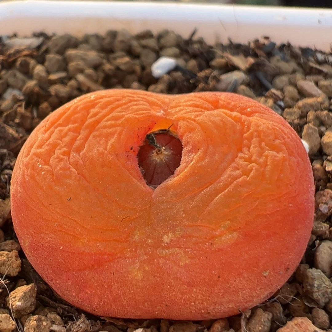 172多肉植物百科水蜜桃1430.5