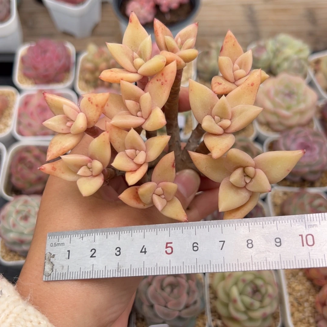 265 多肉植物组合盆栽