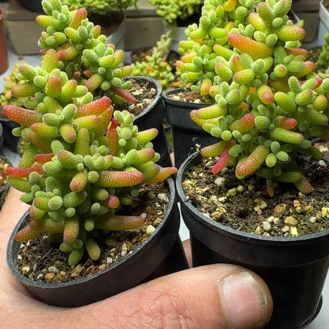 春*多肉植物枝干番杏