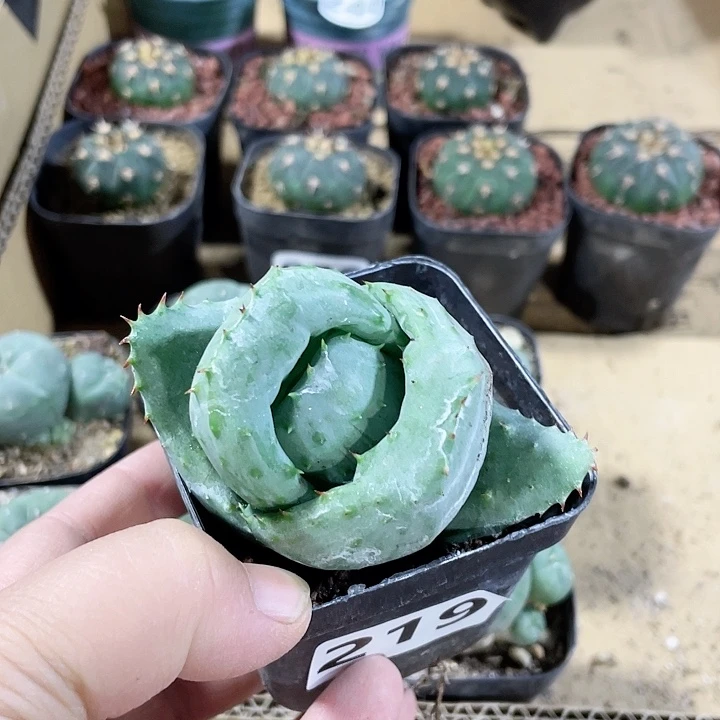 219元宝芦荟植物