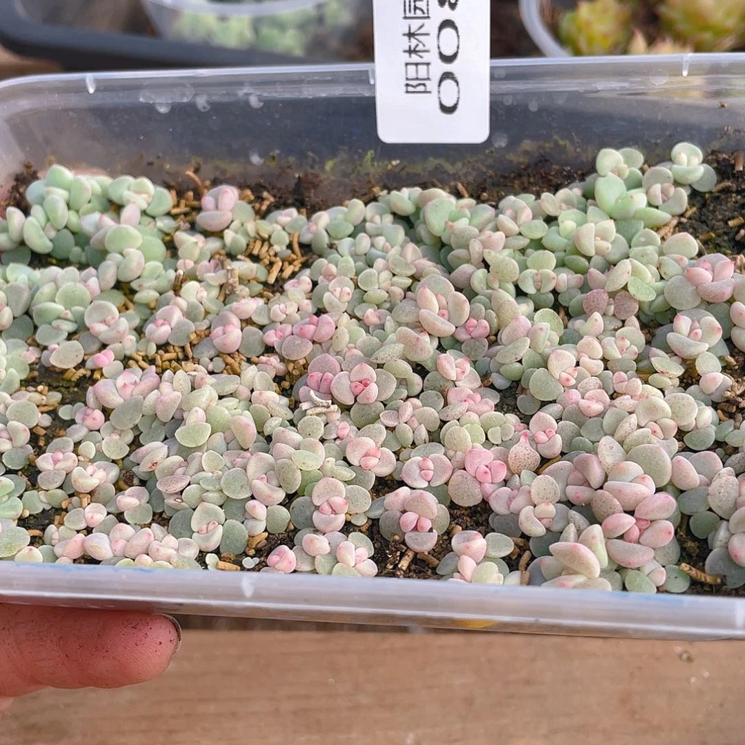 ，***n多肉植物多肉植物88