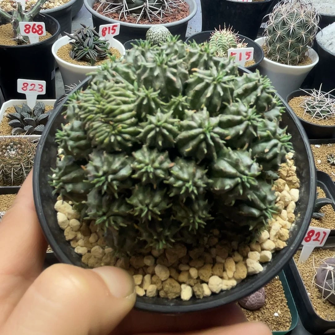 法丽达缀化群仙人球多肉