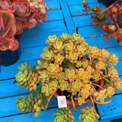 梅*鹏5080香格里拉多肉