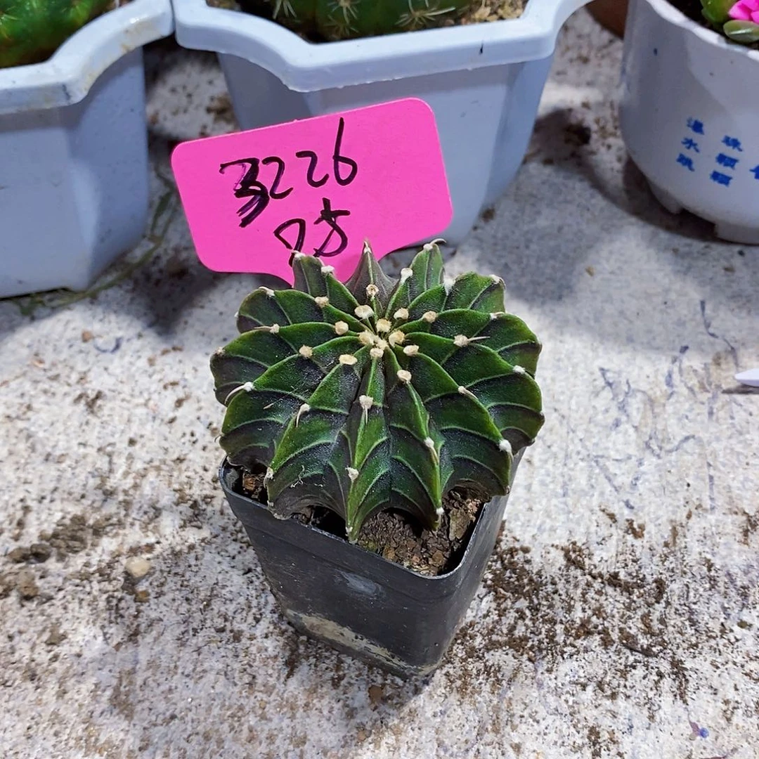 无花朵肋骨1111111111111111个