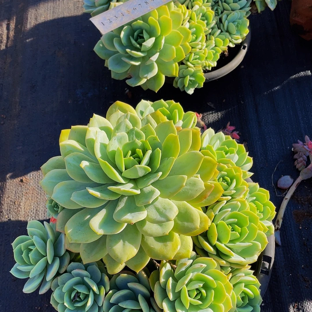 恋曲36.8多肉群生