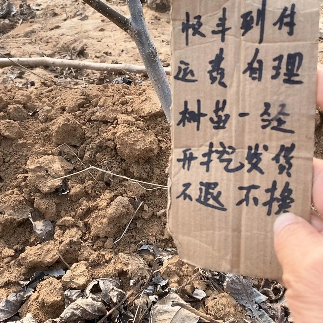文玩核桃把件路****^文山
