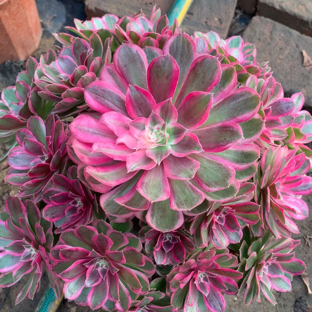 孔雀翎，多肉植物的