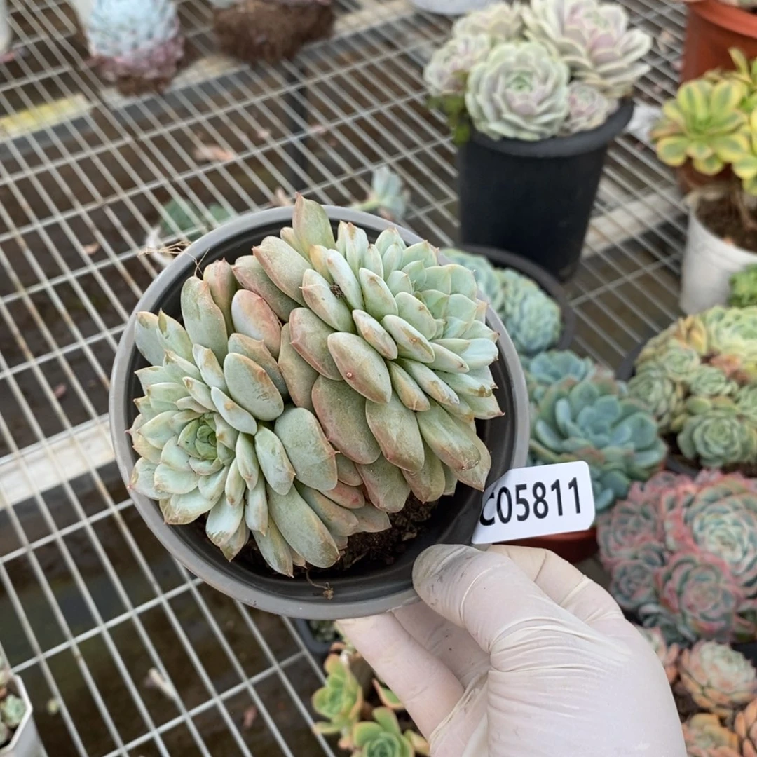 5811冰魄一物一拍