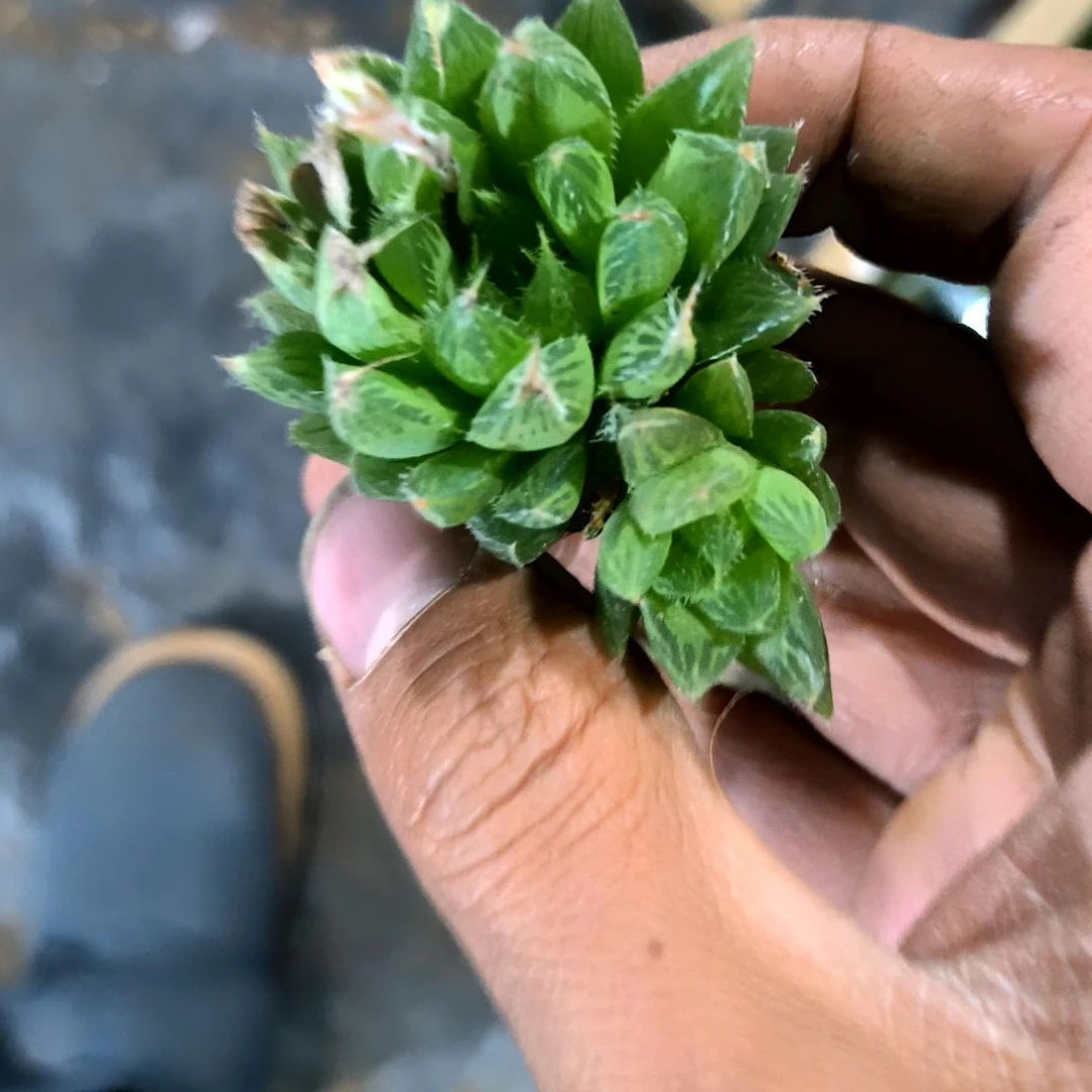 满6元包邮，琉璃玉露俩颗带崽