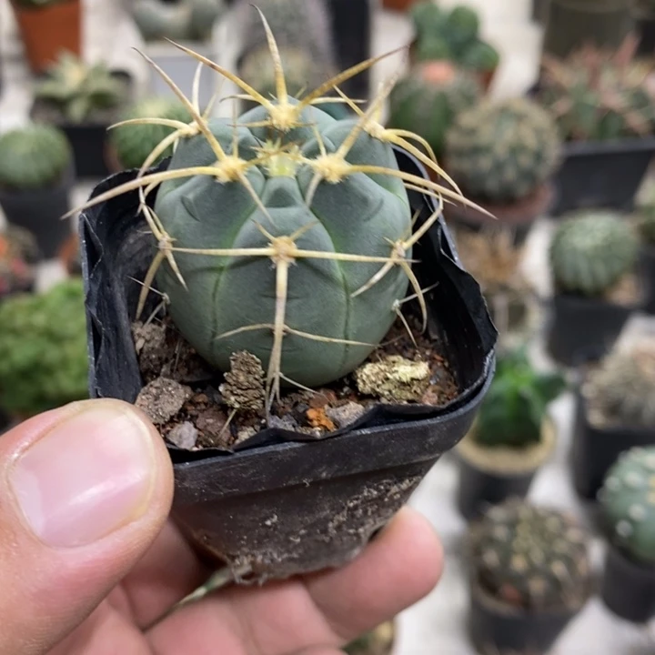 实生光临玉特价福利