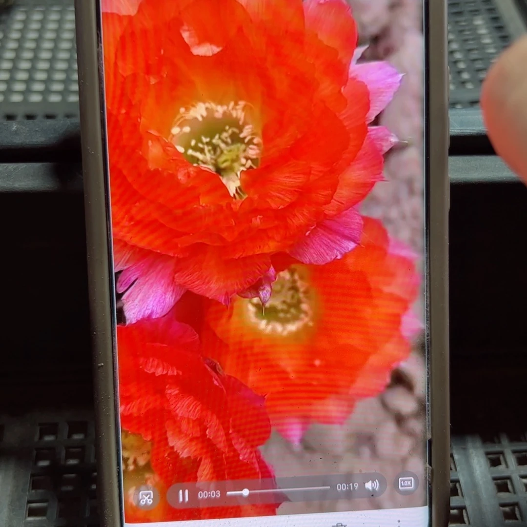 下44丽花鲜橙多歪无根侧芽3公分左右20包邮