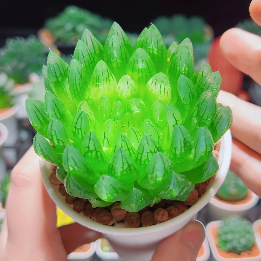 蝉翼玉露多肉多肉多肉