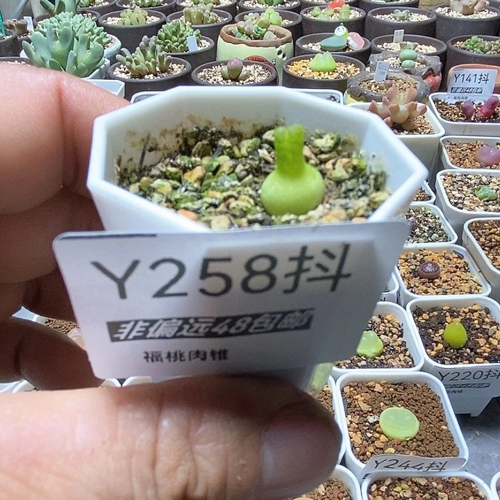 多肉一物一拍258号小葫芦