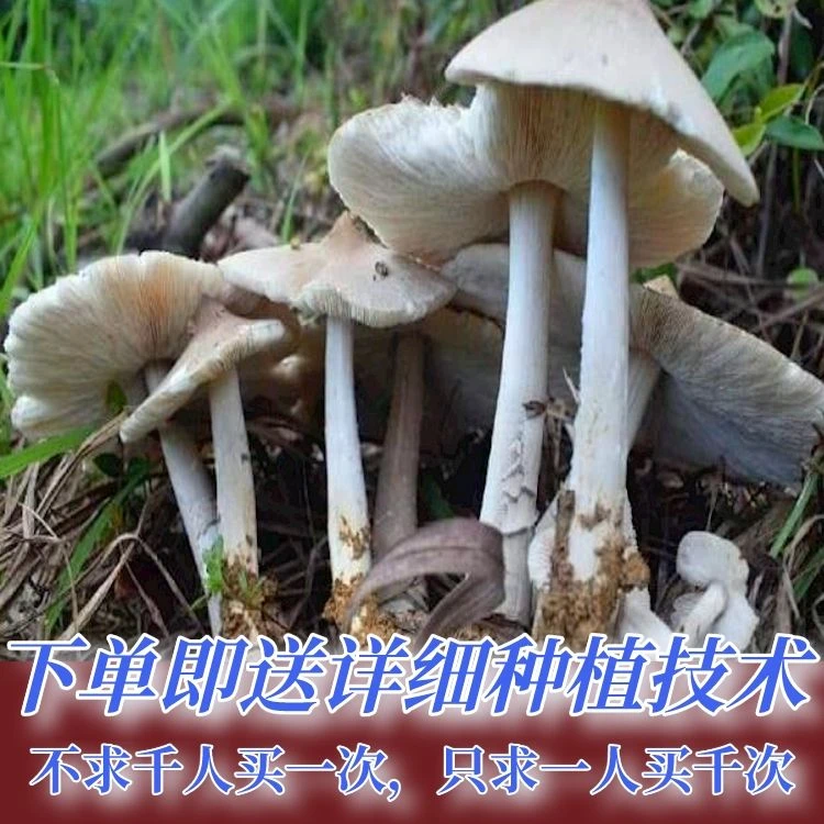 鸡摐菌种高产种子伞把菇三塔菌荔枝菌云南贵州食用菌种包人工种
