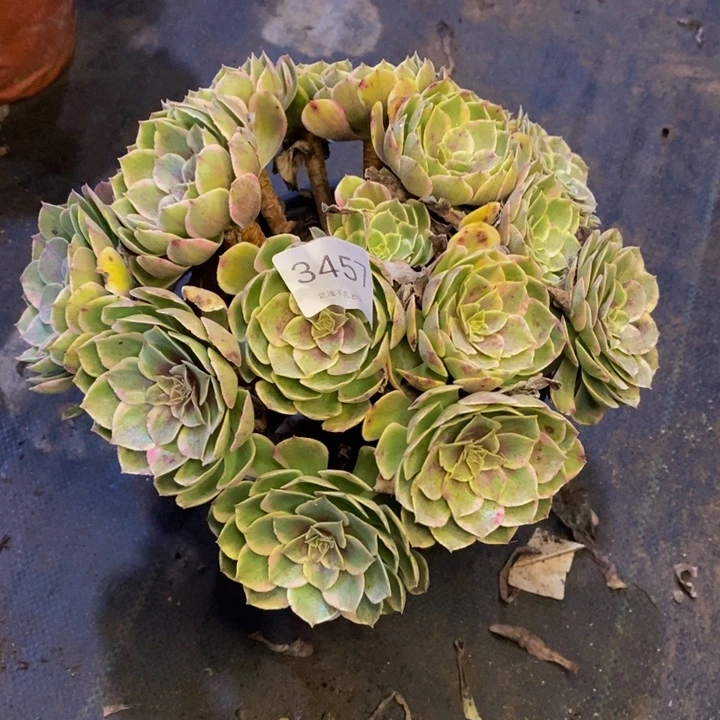 夜宴多肉断头不包3457