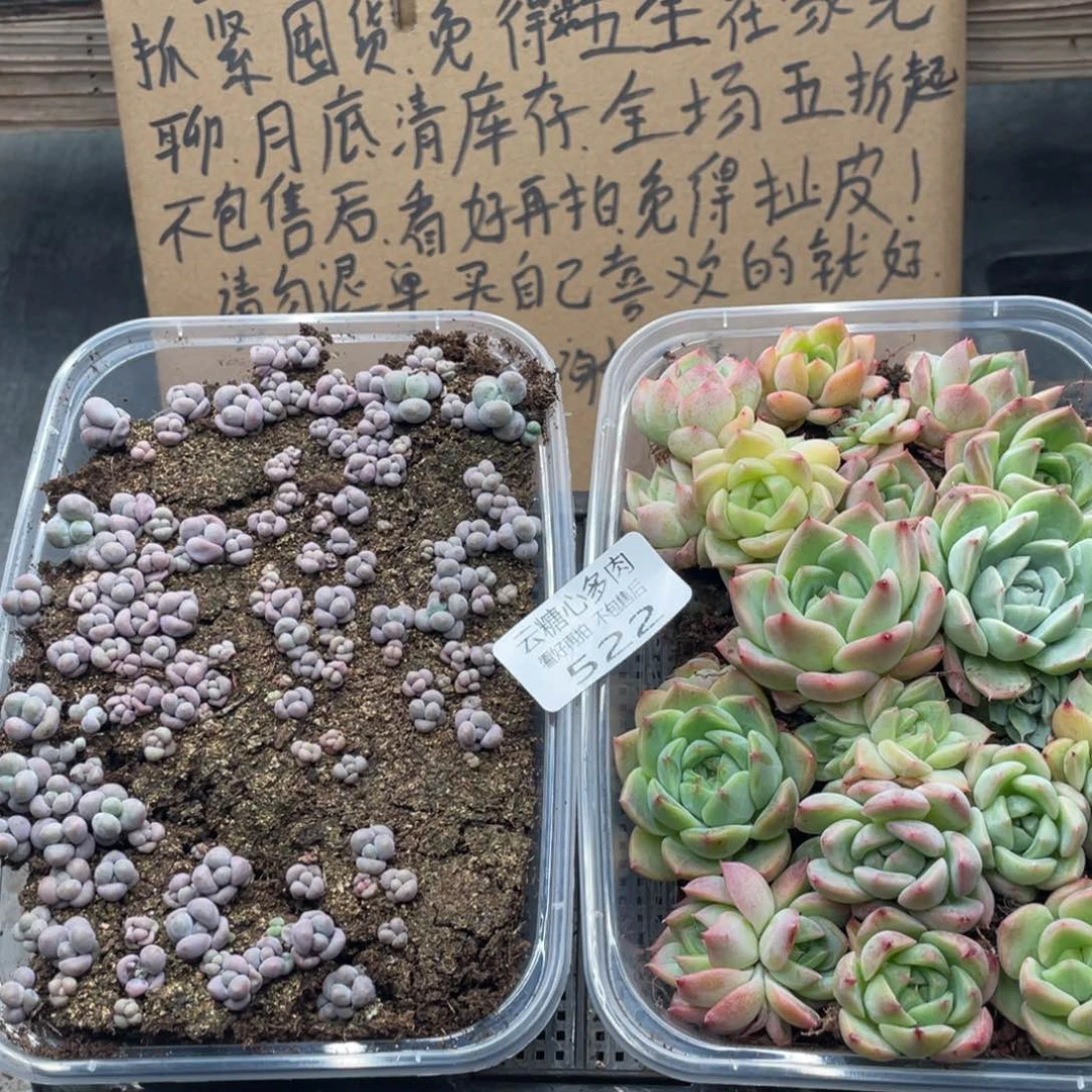 云糖心多肉植物522