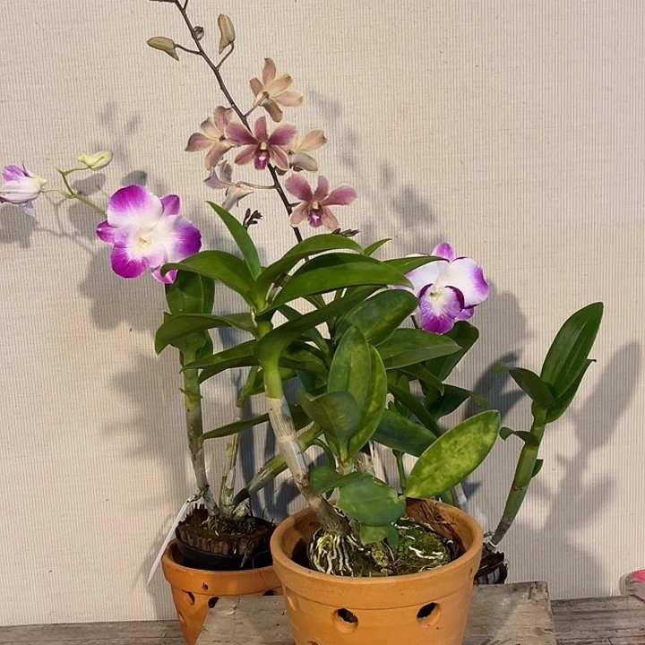 当前无花朵，栽培后可花朵ZYM中奖998