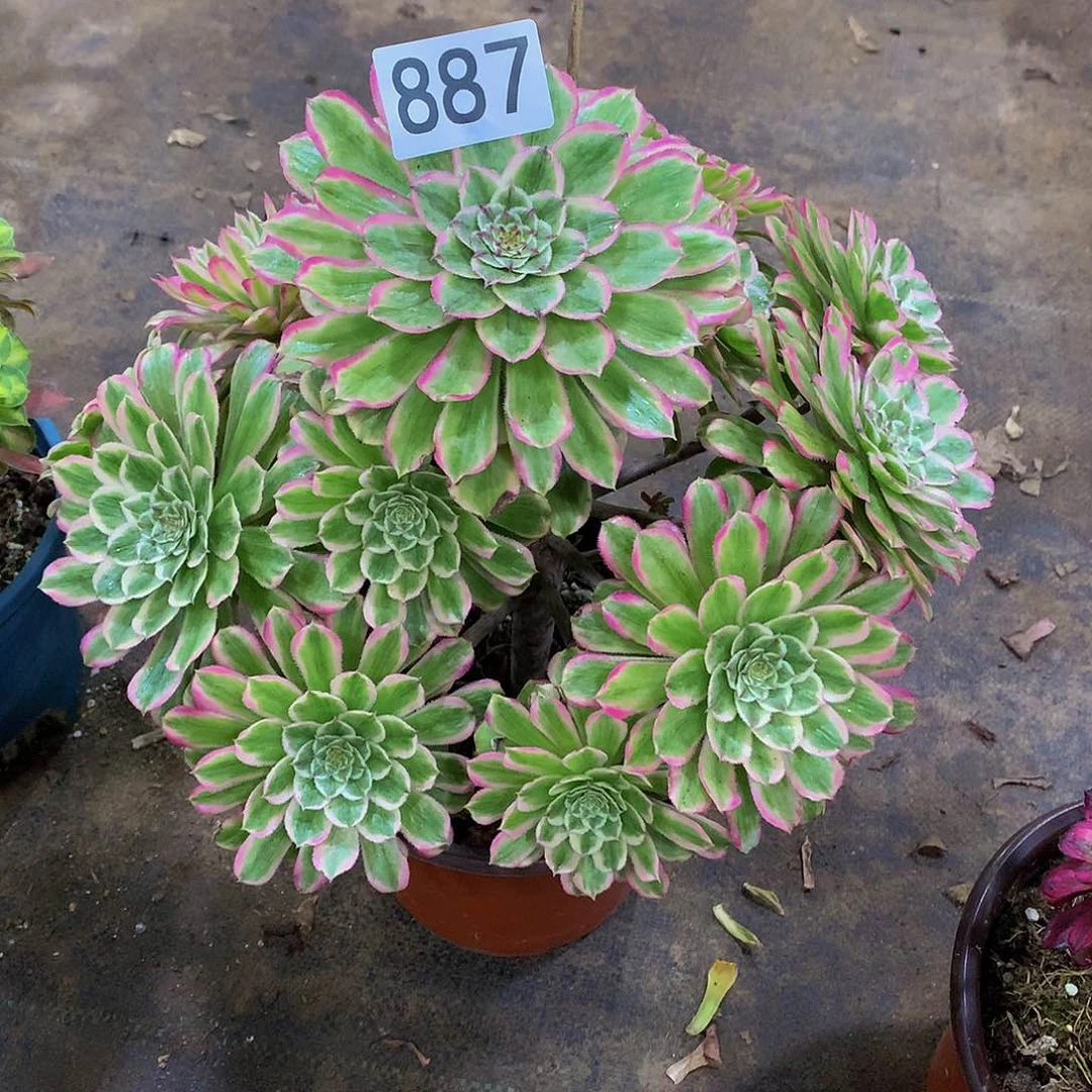 打****觉多肉糖衣炮弹887.0000