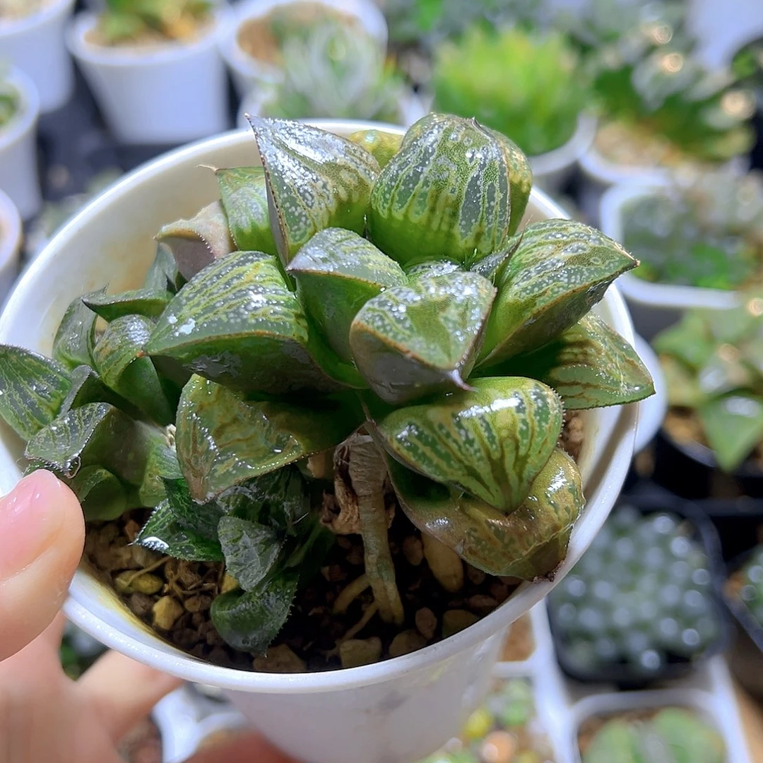 筋斗云玉露多肉多肉1