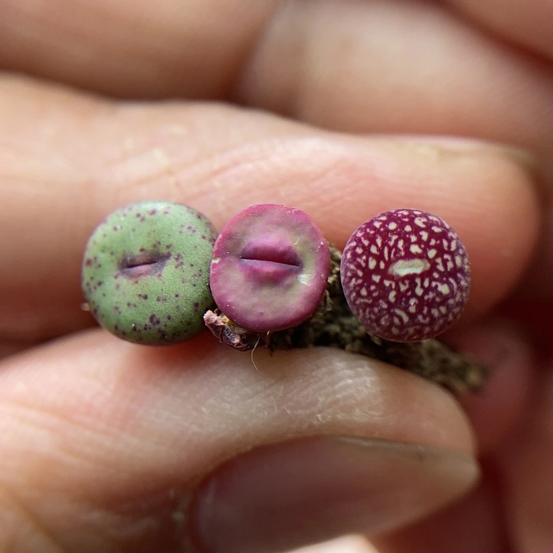 高货组合三颗168嘴723嘴八重墨冰裂纹